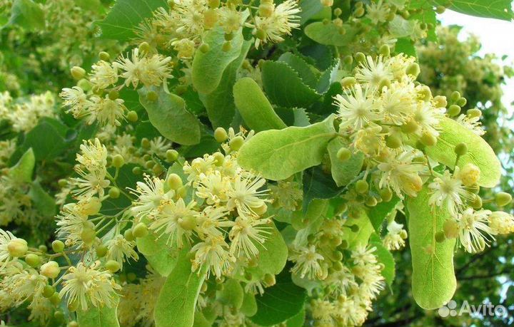 Мед липовый