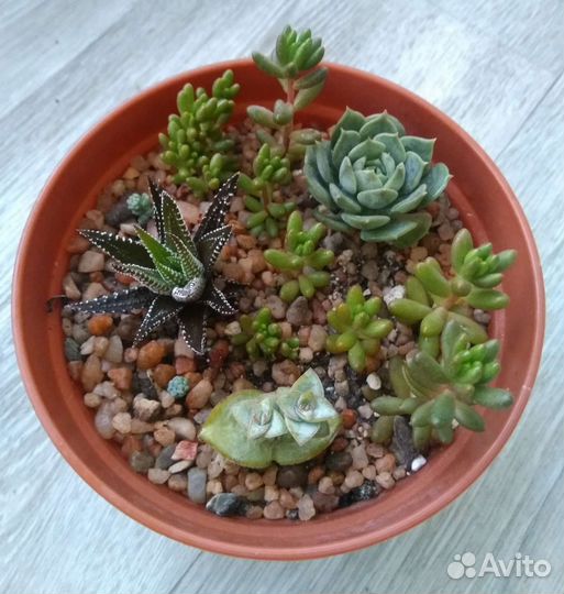 Микс суккулентов