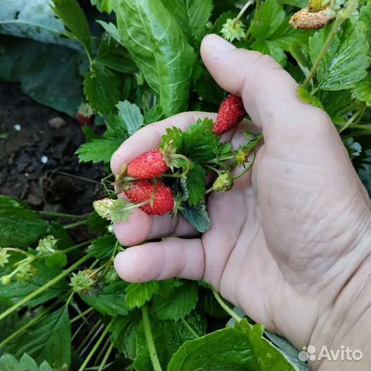 Ремонтантная земляника