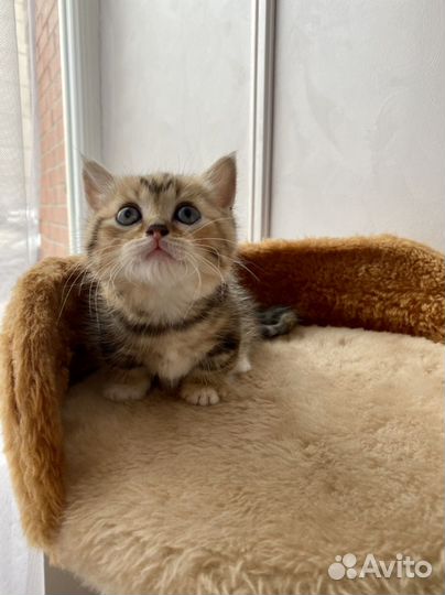 Кошки породистые