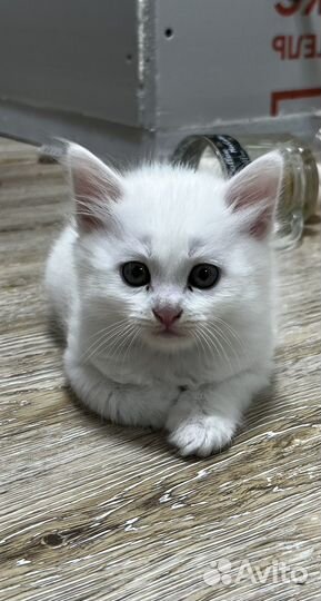 Шотландские прямоухие котята