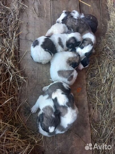 Московская сторожевая