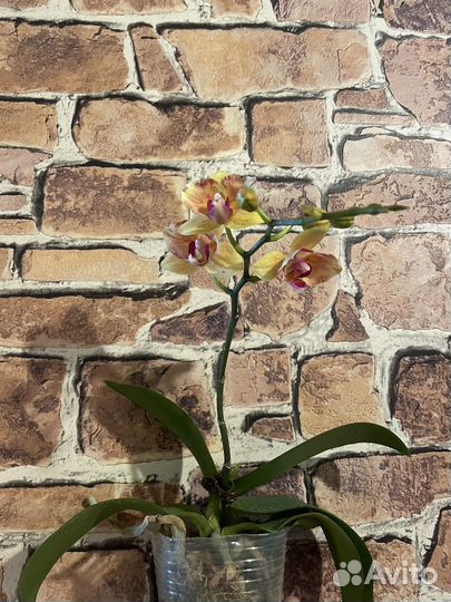 Орхидея фаленопсис