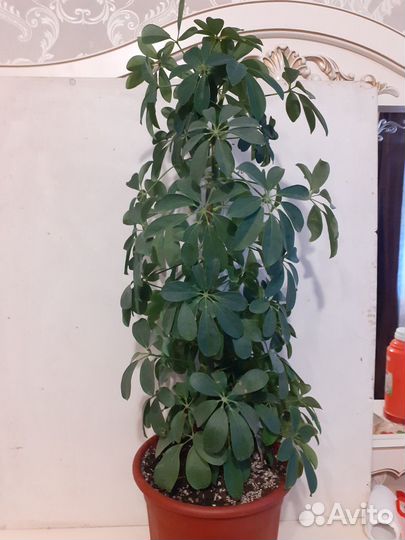 Шефлера 95 см