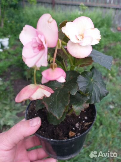 Продам растения для дома,офиса