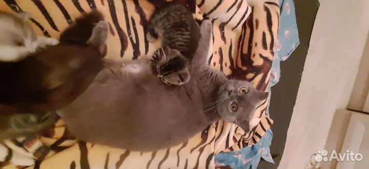 Отдам котят в хорошие руки