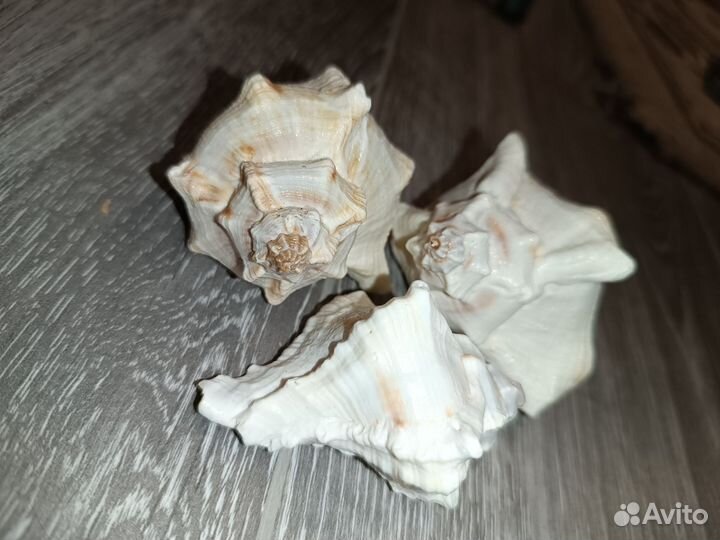 Морские ракушки рапанов