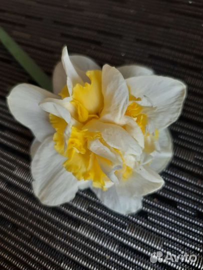 Луковицы нарциссов