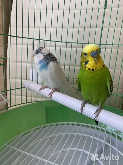 Волнистые попугаи