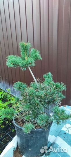 Сосна японская Негиши