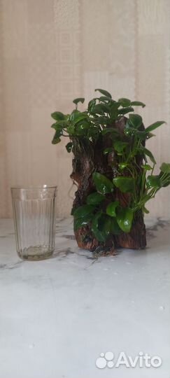 Анубиас аквариумное растение