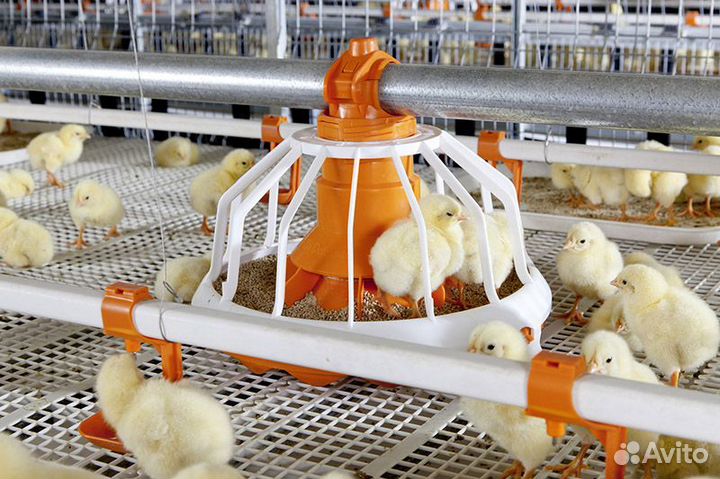 Линии кормления. Корма