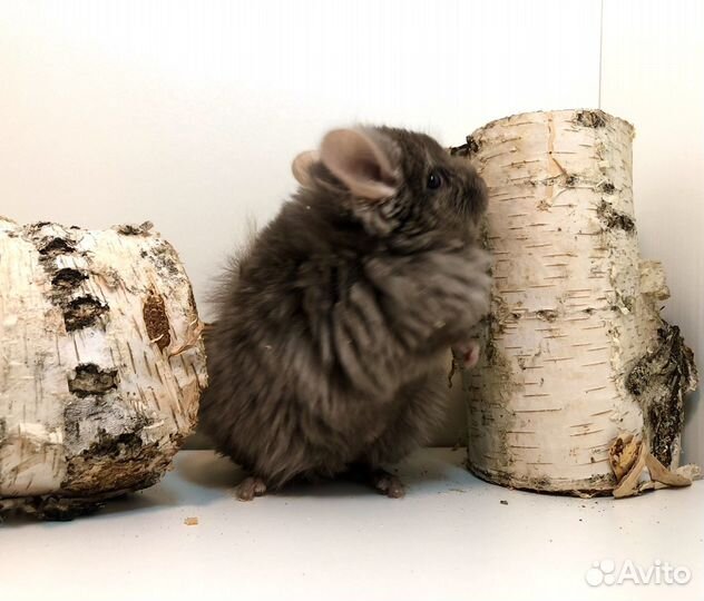 Шиншилла Ангора