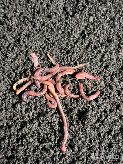 Черви для кампоста калифорнийские