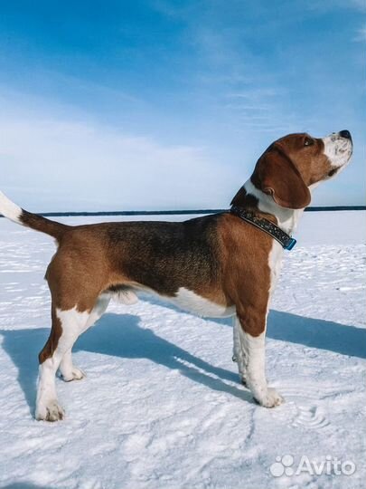 Бигль вязка