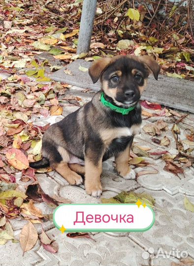 Щенок в добрые руки бесплатно