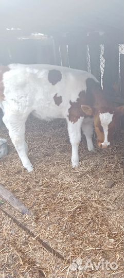 Теленок 3 месяца