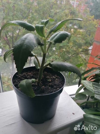 Продаётся каланхое