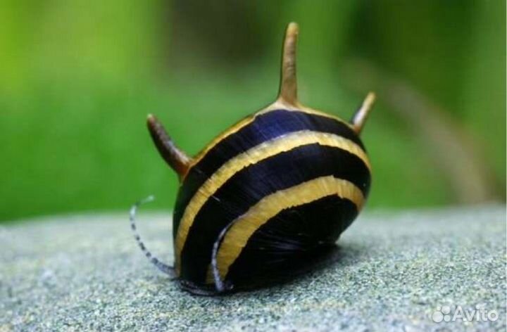 Улитка неретина Билайн для аквариума