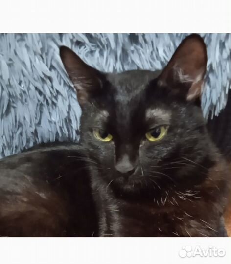 Кошка чёрная