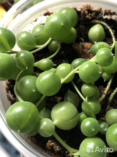 Крестовник роули