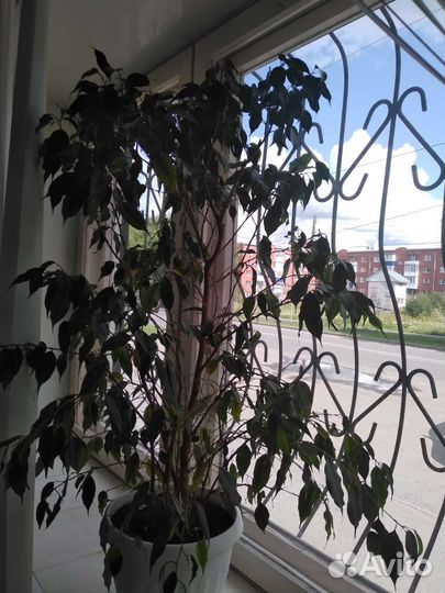 Фикусы Бенджамина пестролистный, большой