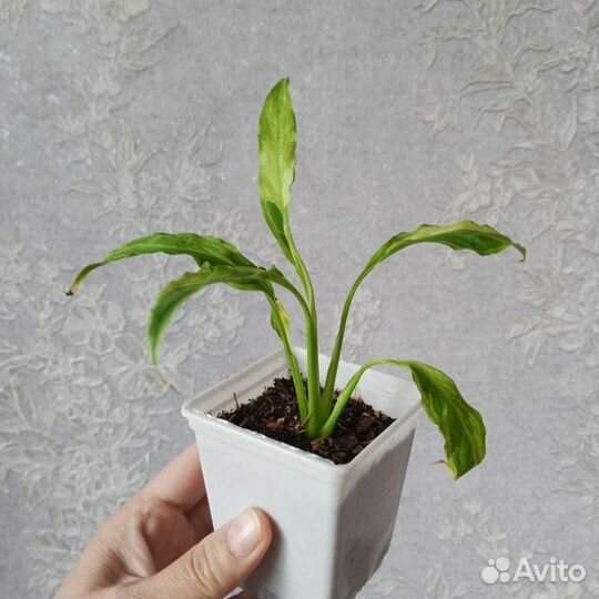 Спатифиллум Дели Индонезия желтыйвар
