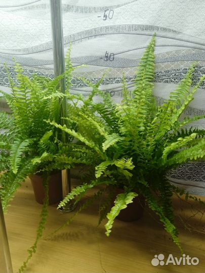 Папоротник