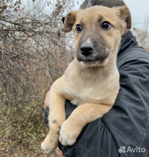 Щенок-лапочка ищет дом