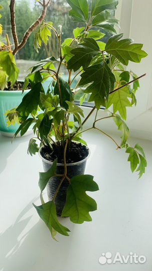 Комнатные цветы