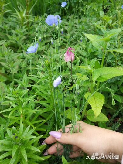 Ромашка жёлтая, Гелиопсис, многолетние цветы