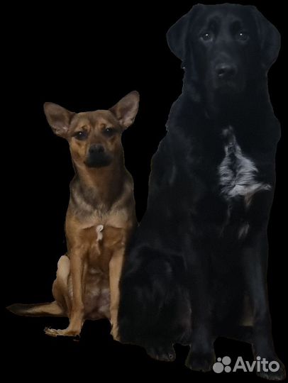 Собака в добрые руки