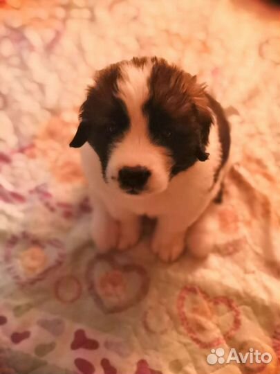 Московская сторожевая