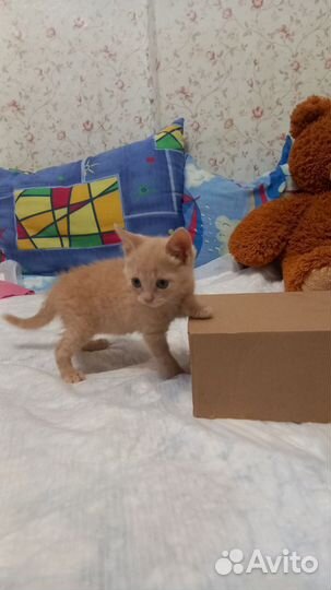 Котята отдам бесплатно