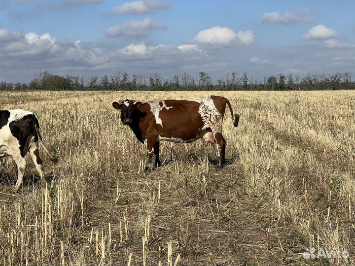 Коровы дойные
