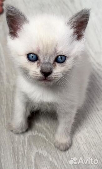 Шатланские вислоухие котята