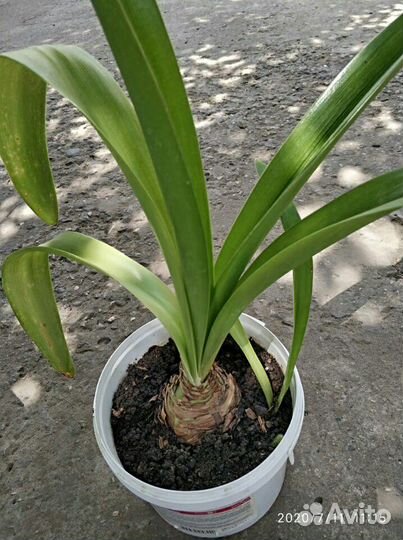 Гипеаструм (амариллис)