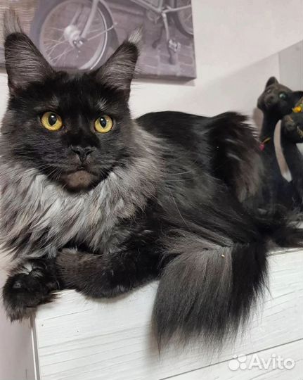 Мейн-кун девочки