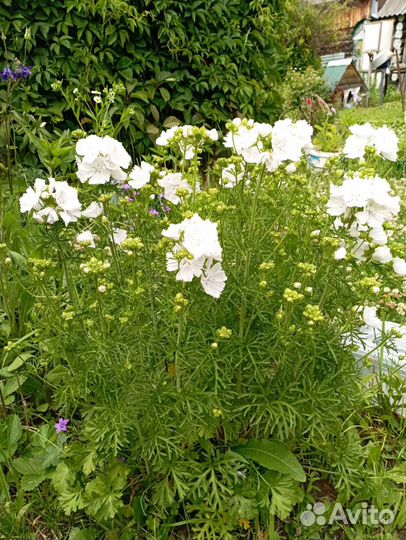 Многолетник