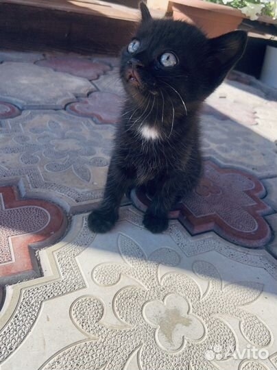 Кошка в дар