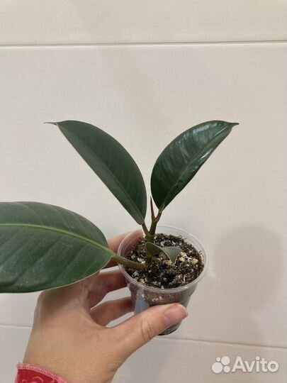 Фикус Робуста