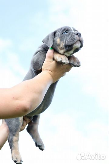 Американский булли стандарт