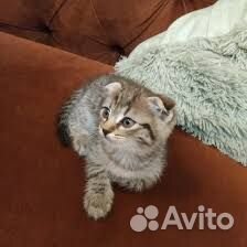 Тигровый вислоухий британец