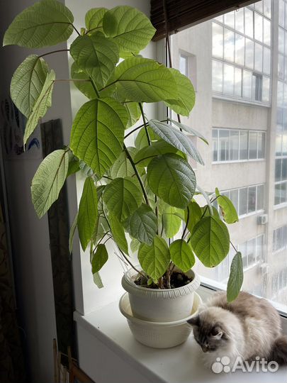 Комнатные цветы