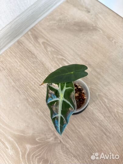 Алоказия полли