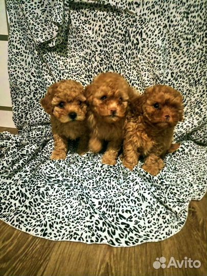 Мальтипу super micro red broun girls and boys