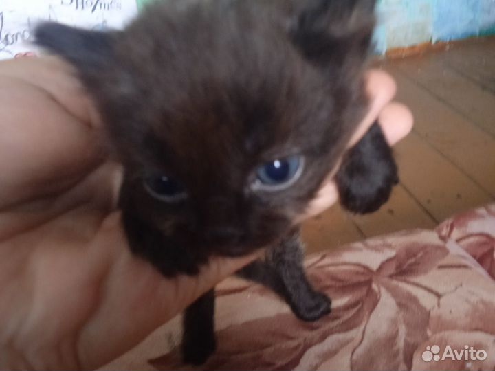 Отдам котят мальчик и девочка