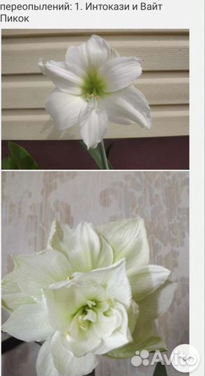 Гиппиаструм