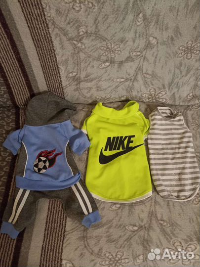 Одежда и обувь для маленькой собачки