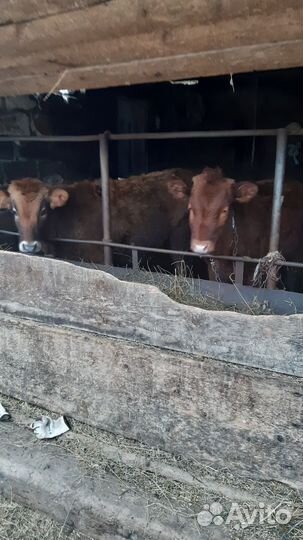 Бычки и тёлочки